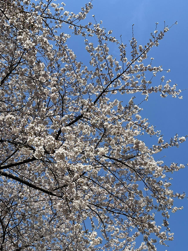 四月初延南洞，邂逅限定櫻花浪漫🌸