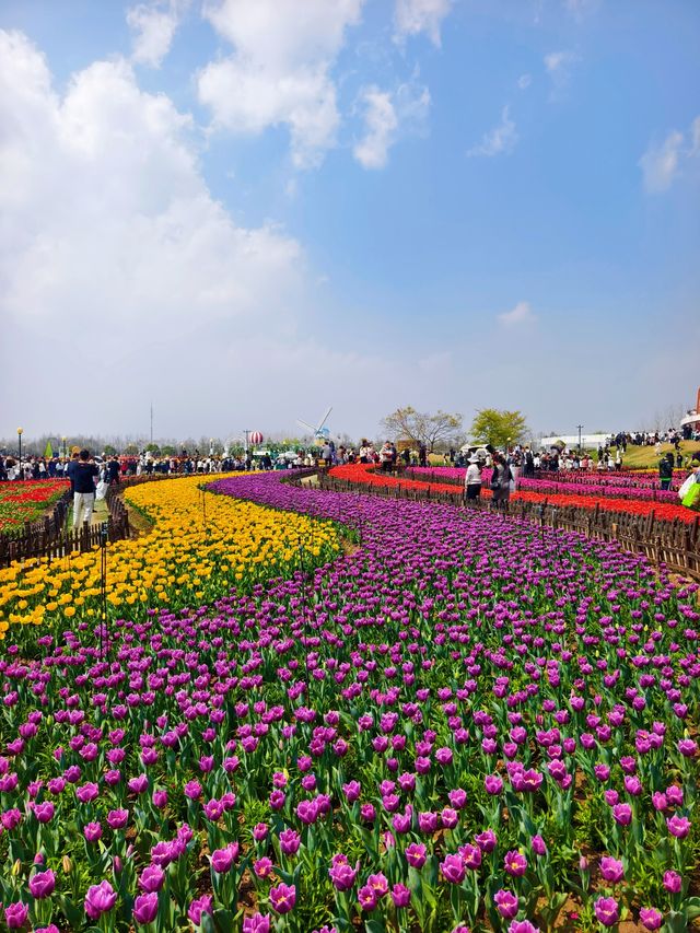 荷蘭花海｜春日限定浪漫，鬱金香天花板