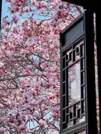 Experience the Enchanting Spring in Suzhou