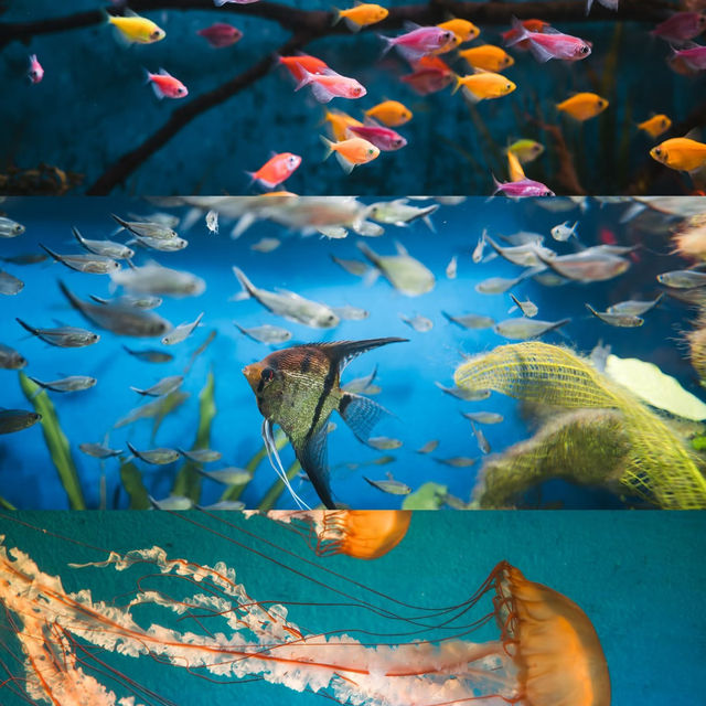 廣州拍照｜藏在廣州正佳極地海洋公園的夢幻海洋世界🐋