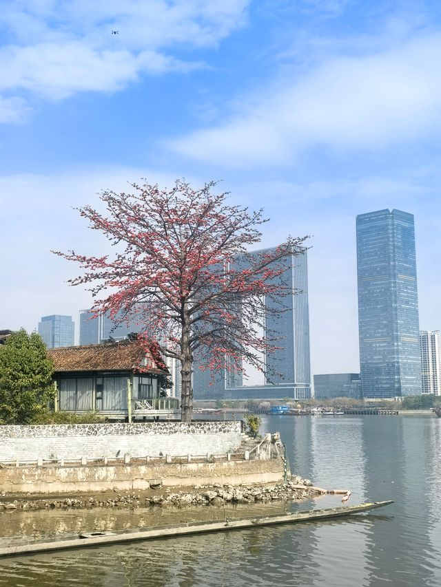廣州番禺：上漖珠江邊的木棉花