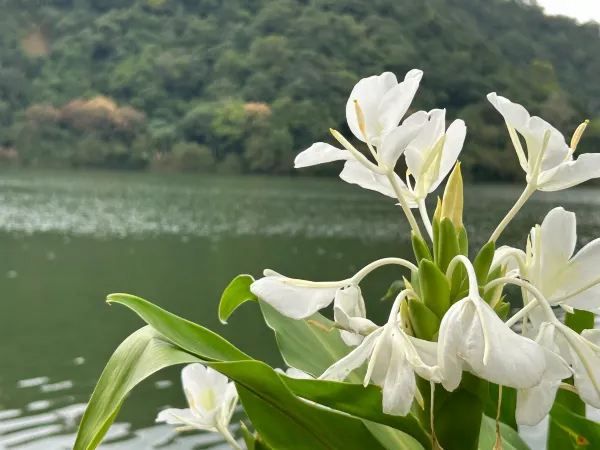 探索台灣最大道教宗廟與宜蘭梅花湖健行之旅 🌿