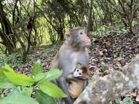 探秘「猴」趣天堂！深圳塘朗山公園與野生猴群奇遇記🐒🌳