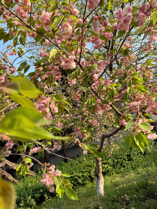 濰坊坊茨美術館 | 春日櫻花限定浪漫
