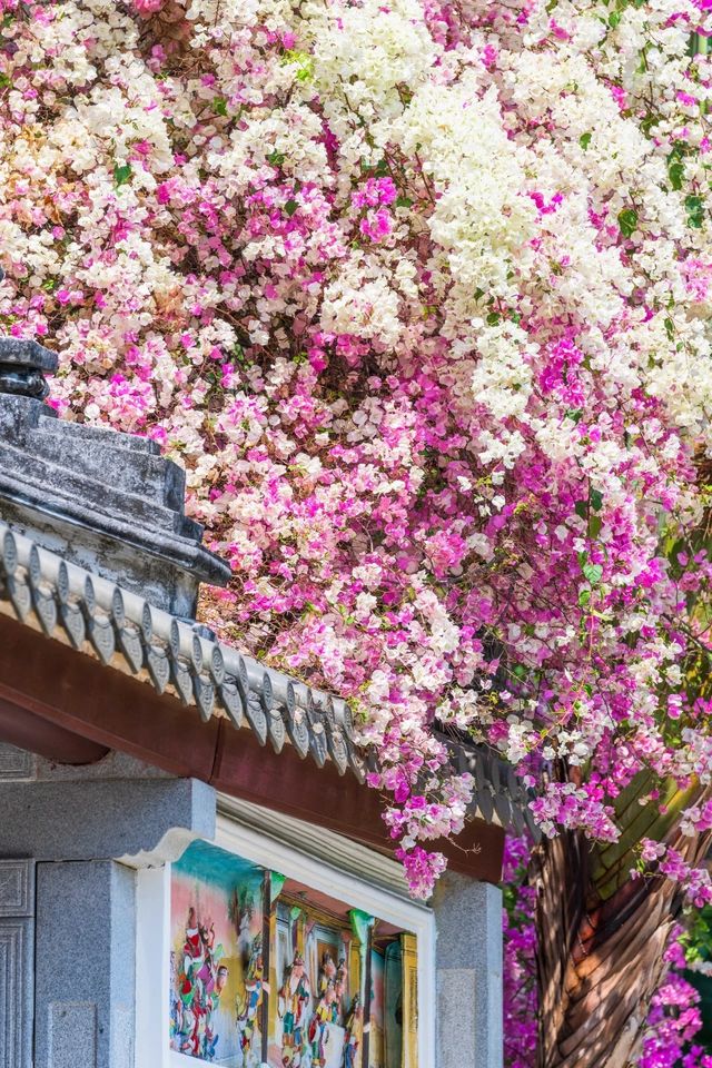 賞花遊地鐵直達丨深圳人嘅浪漫DNA動了