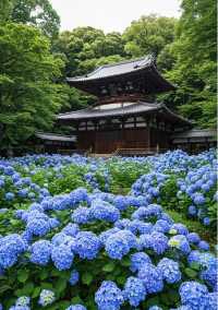 鎌倉嘅夏天係藍色嘅