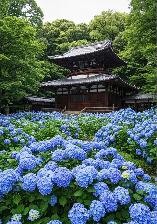 鎌倉嘅夏天係藍色嘅