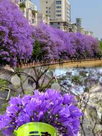 昆明五一藍花楹賞花全攻略（精簡乾貨版）