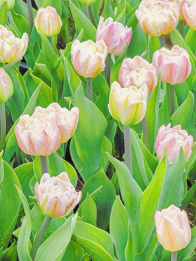 北陵公園：一座皇陵嘅日常美學