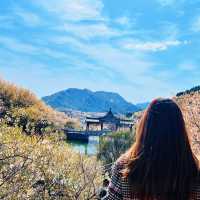 🌸 Springtime Magic at Dalao Cherry Blossom Valley