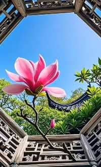 春花北京