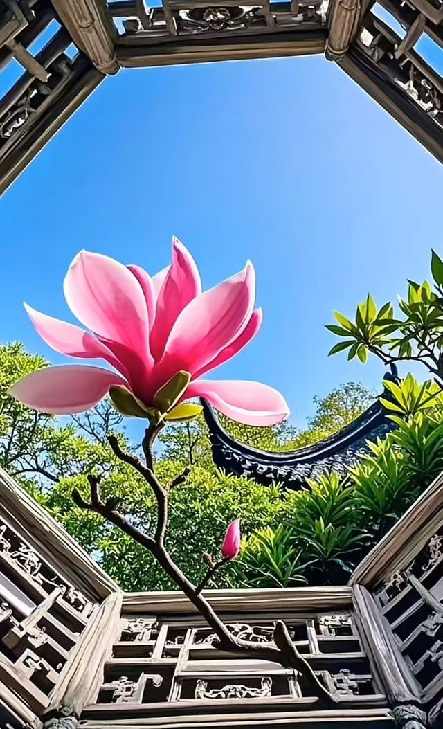 春花北京