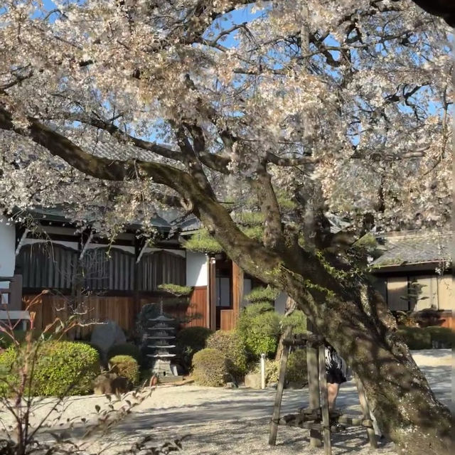 名古屋小眾賞櫻寶地 | 香穡積院的櫻花之約