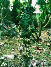 Hunan Botanical Garden: A Floral Diversity Book in Changsha