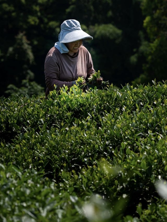 成都 2小時直達！闖入現實版莫奈花園，這片大地指紋藏著初夏