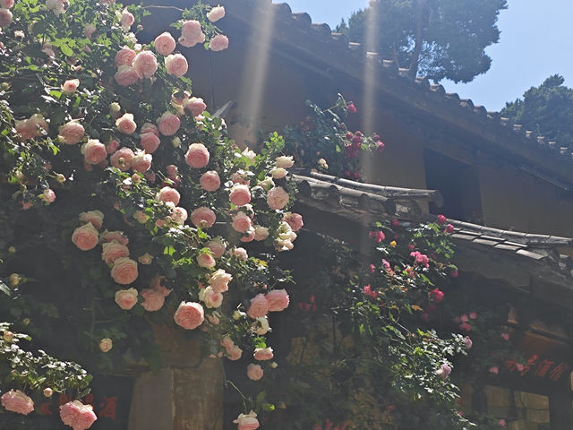 大理沙溪古鎮一日遊|避開人潮的小眾寶藏地