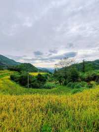 武夷山後源村｜秘境中的梯田古厝伴雲生