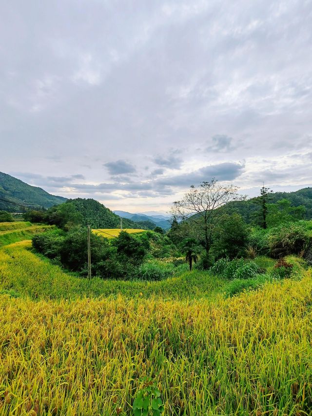 武夷山後源村｜秘境中的梯田古厝伴雲生