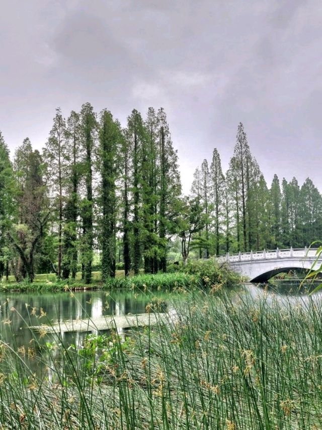 🌸 《夢回紅樓・上海大觀園》