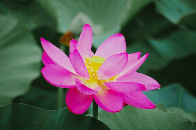 桐鄉馬鳴村：荷塘秘境，古韻幽思