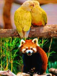 喺唔去紅山森林動物園，就冇機會喇，我真係好想去呀！