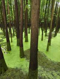 The Truth about the "Matcha Lake" in Qingshanhu