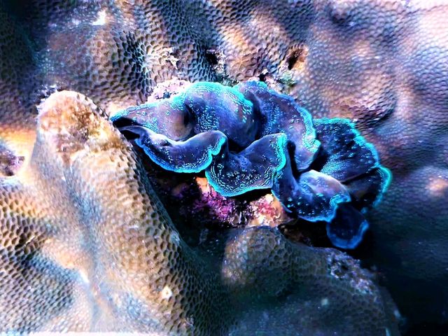 Beneath the Azure: Snorkeling & Marine Life at Koh Tao's Tanote Bay