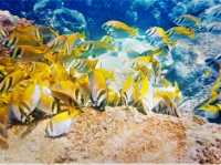 Beneath the Azure: Snorkeling & Marine Life at Koh Tao's Tanote Bay