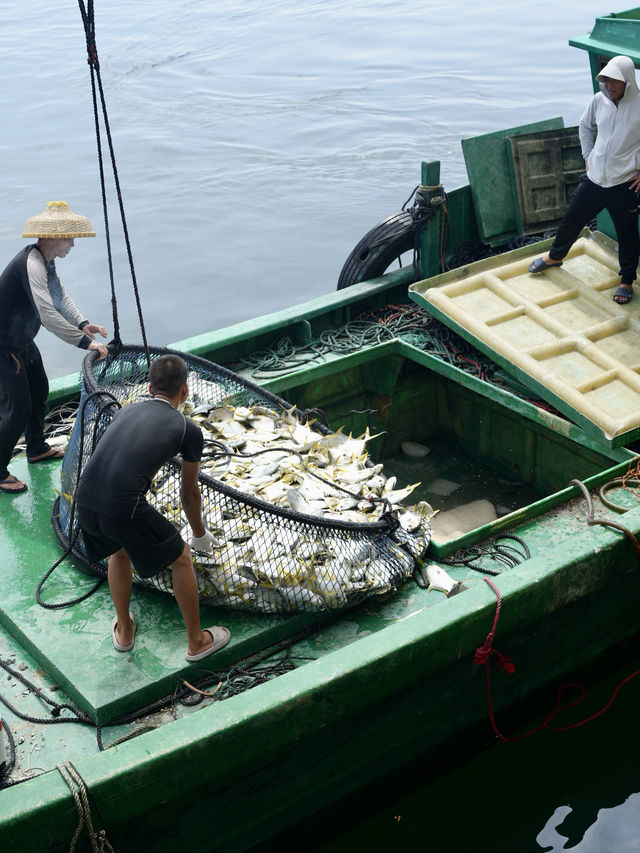 金鯧魚之都「湛江」捕撈現場帶你睇