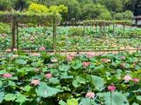 盛夏時節，一定要去一趟廣州蓮花山啊