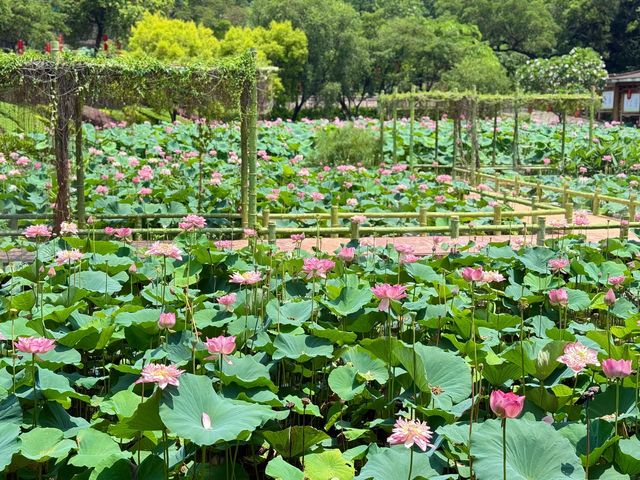 盛夏時節，一定要去一趟廣州蓮花山啊