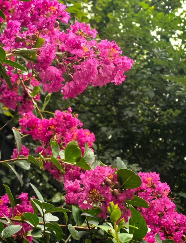 紫薇，獨佔芳菲當夏景，不將顏色託春風