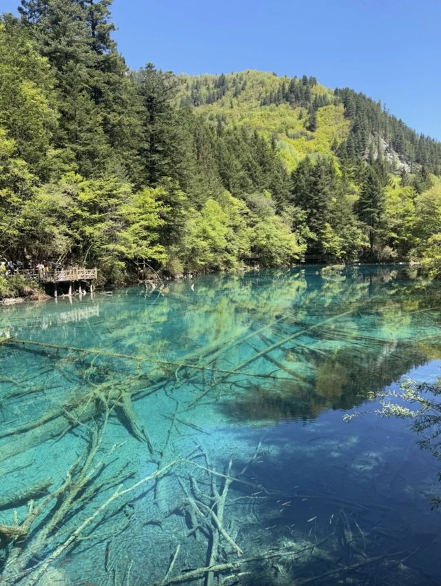 九寨歸來不看水，一生必赴嘅人間瑤池之約