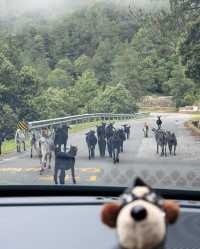 洱源高山露營絕美地