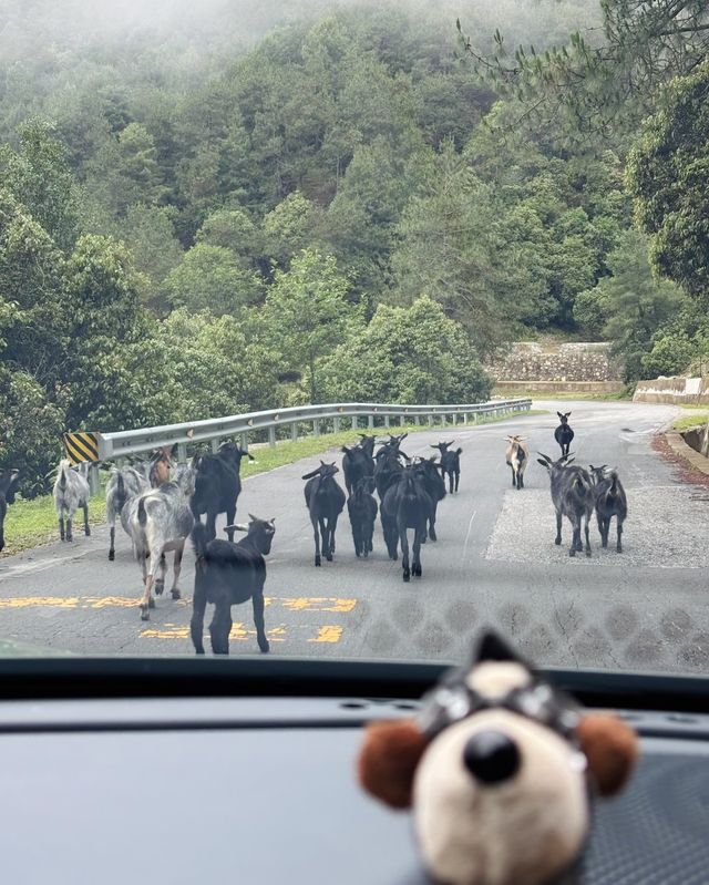 洱源高山露營絕美地