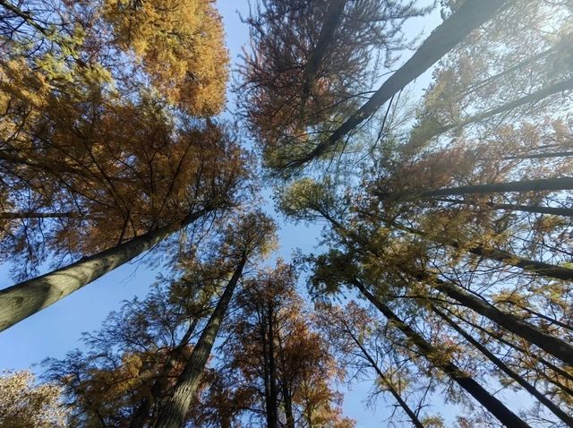 誤入童話世界，青山公園三色治癒之旅:

一、秋日必賞三絕：定格不同色系的秋景
 
1. 銀杏大道·鎏