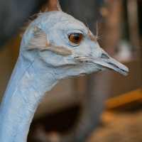 🦉 Helsinki Natural History Museum – Birds, Skeletons & Tigers