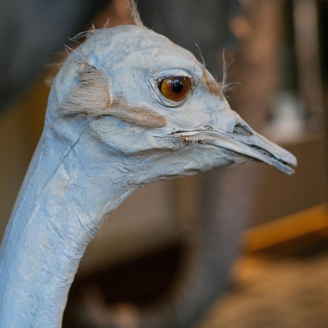 🦉 Helsinki Natural History Museum – Birds, Skeletons & Tigers