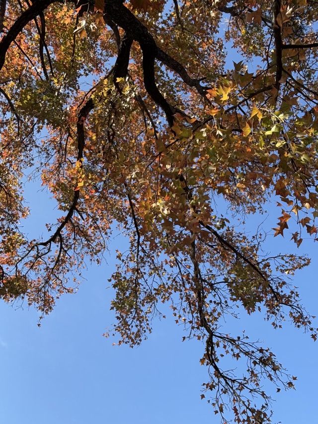 梵天寺楓香染秋紅，錦江品尚伴你尋同安千年禪意