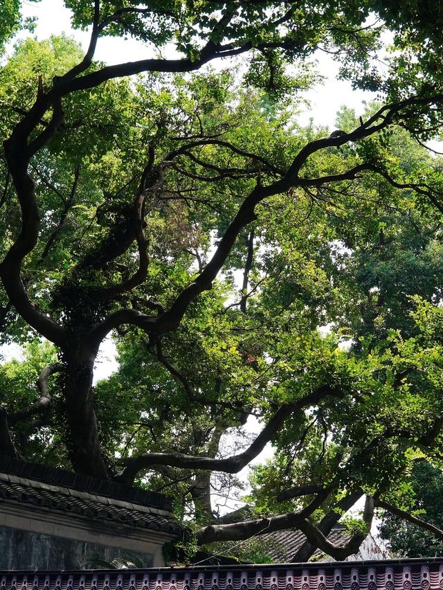 紹興魯迅故居｜中式美學巔峰之作 每一幀都是江南韻味！