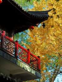 你鏡頭裡的南京秋天，還差這些地方