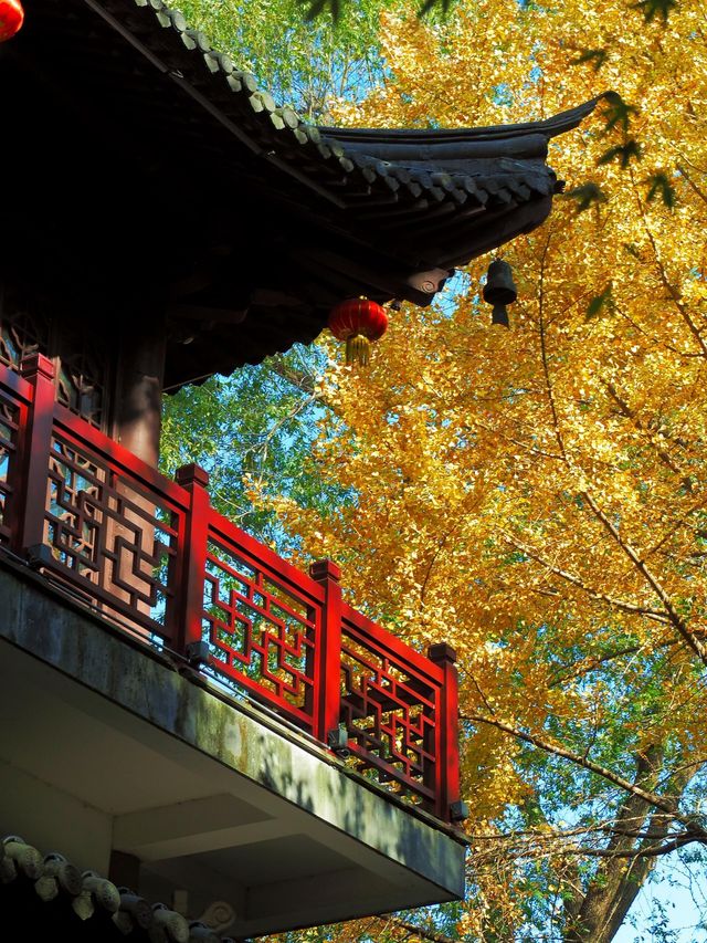 你鏡頭裡的南京秋天，還差這些地方