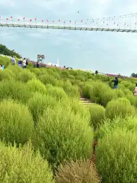 人,速來成都漫花地膚草要變紅啦~
