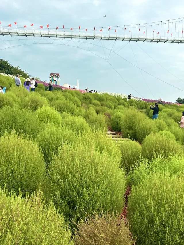 人,速來成都漫花地膚草要變紅啦~ 人,速來成都漫花地膚草要變紅啦~