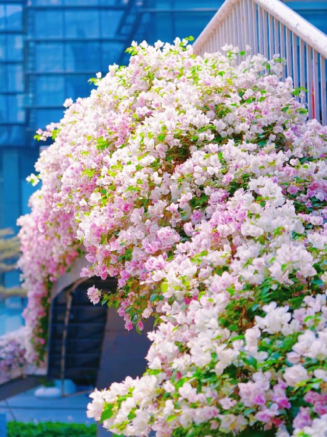 接下來的廣州，滿城花開