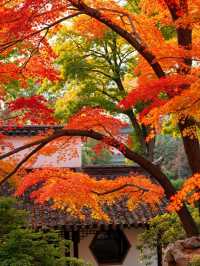 00後創業人的心靈治癒之旅雲平山秋日仙境全攻略