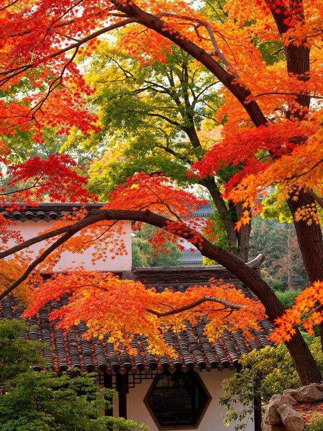 00後創業人的心靈治癒之旅雲平山秋日仙境全攻略