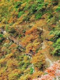 錯過等一年！成都周邊秋日彩林免費開放