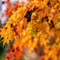 悉尼近郊絕美秘境封神了！