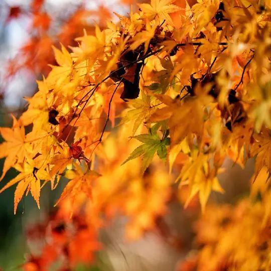 悉尼近郊絕美秘境封神了！